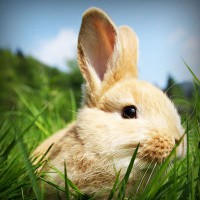 /album/brayn123/photolia-a03-jpg/