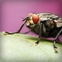 /album/brayn123/photolia-a08-jpg/